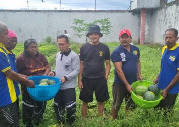 Akselerasi Ketahanan Pangan, Rutan Masohi berhasil Panen Buah Semangka