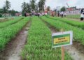 Pemkab Malteng Apresiasi Panen Raya Pertanian di Rutan Masohi