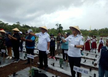 Dukung Pengendalian Inflasi Pangan, Bupati dan Wakil Bupati Ikut Tanam Cabai