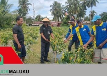 Kepala Rutan  Masohi Lakukan Peninjauan Tanaman Cabai untuk Persiapan Panen