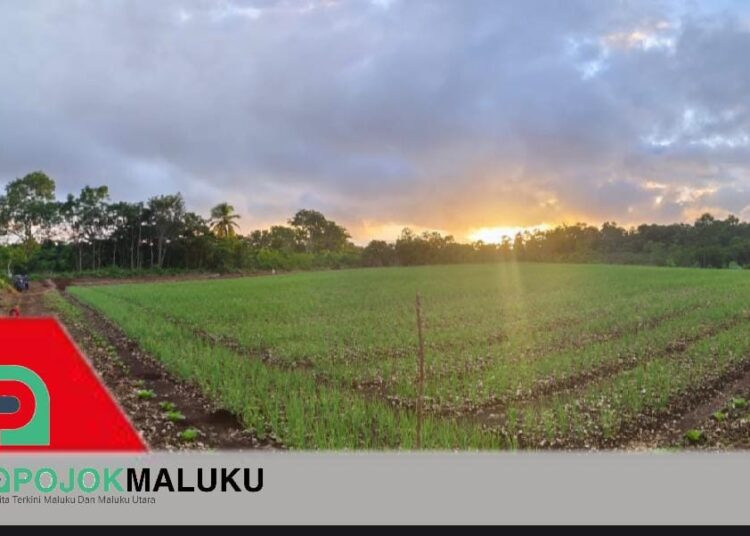 Akibat Cuaca Buruk Petani Bawang Di Yafawun Gagal Panen