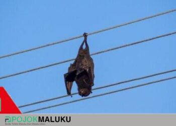 PLN Namlea: Faktor Eksternal Berupa Layang Layang Binatang Dan Pohon Penyebab Listrik Padam