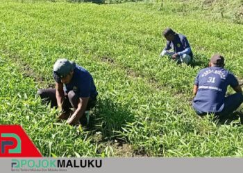 Kebun Kangkung Rutan Masohi Tumbuhkan Kemandirian Warga Binaan
