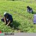 Kebun Kangkung Rutan Masohi Tumbuhkan Kemandirian Warga Binaan