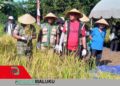 Dorong Swasembada, Bupati Hadiri Panen Perdana Padi Gogo di Ohoi Lairngangas