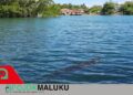 Buaya Terdeteksi di Kali Wairano dan Kawaino, Pemerintah Negeri Amahai Keluarkan Larangan Keras