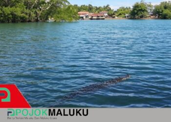 Buaya Terdeteksi di Kali Wairano dan Kawaino, Pemerintah Negeri Amahai Keluarkan Larangan Keras
