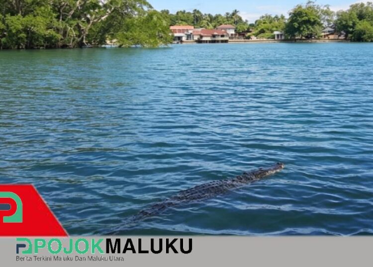 Buaya Terdeteksi di Kali Wairano dan Kawaino, Pemerintah Negeri Amahai Keluarkan Larangan Keras